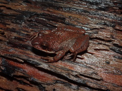 Pseudacris collinsorum