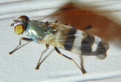 Chaetopsis massyla