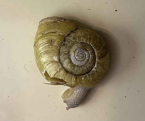 Ancotrema sportella sportella