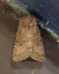 Protorthodes rufula