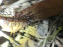 Allothereua maculata