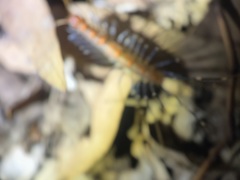 Allothereua maculata