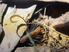 Allothereua maculata
