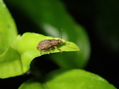 Chalepistes compressus