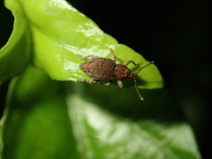 Chalepistes compressus