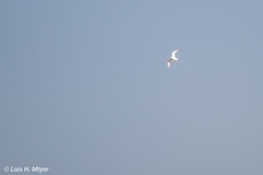 Gelochelidon nilotica