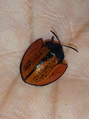 Echoma anaglypta