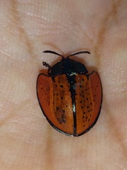 Echoma anaglypta