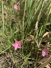 Convolvulus angustissimus