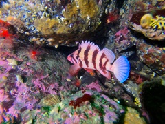 Sebastes nigrocinctus