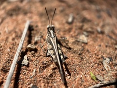 Pycnostictus seriatus