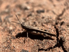 Pycnostictus seriatus