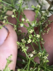 Galium fendleri