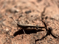 Pycnostictus seriatus