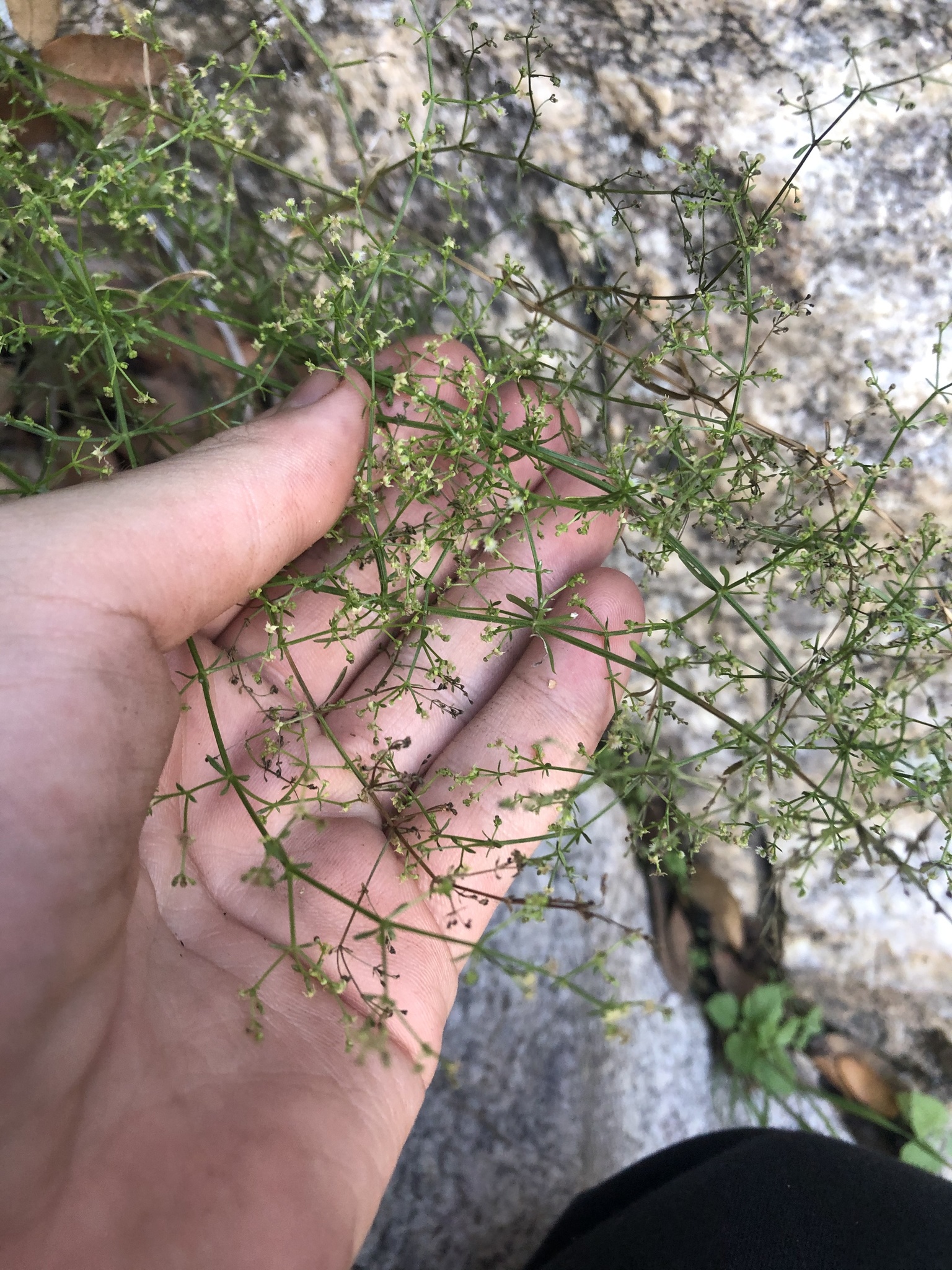 Fendler's Bedstraw (Galium fendleri)