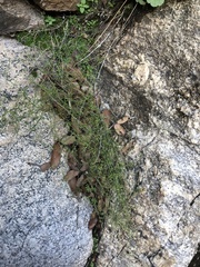 Galium fendleri