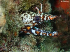 Enchelycore pardalis