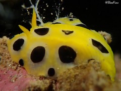 Phyllidia polkadotsa