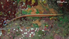 Dunckerocampus baldwini