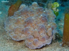 Dendrodoris tuberculosa