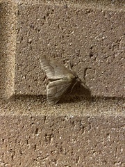 Erannis tiliaria