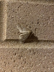 Erannis tiliaria