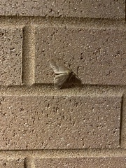 Erannis tiliaria