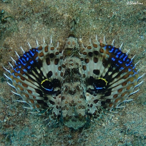 Dactyloptena orientalis observed 2021-07-23