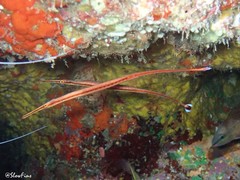 Dunckerocampus baldwini