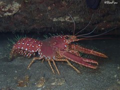 Enoplometopus occidentalis