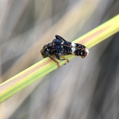 Scrobiger splendidus