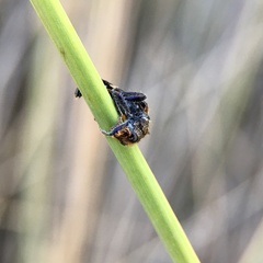 Scrobiger splendidus