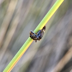 Scrobiger splendidus