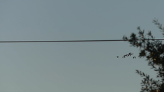 Dendrocygna autumnalis