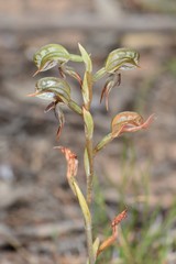 Pterostylis pusilla