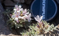 Collomia larsenii