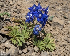 Delphinium glareosum