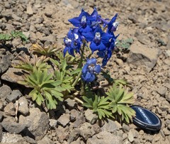 Delphinium glareosum