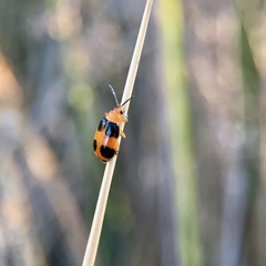 Aulacophora hilaris