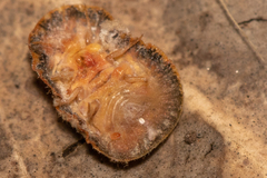 Lachnodius eucalypti