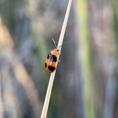 Aulacophora hilaris