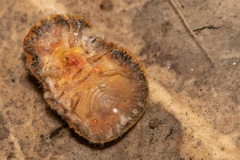 Lachnodius eucalypti