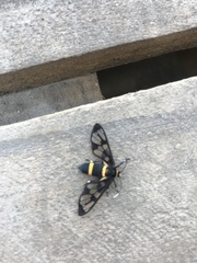 Syntomoides