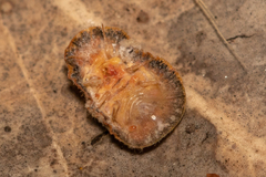 Lachnodius eucalypti