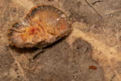 Lachnodius eucalypti