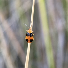 Aulacophora hilaris