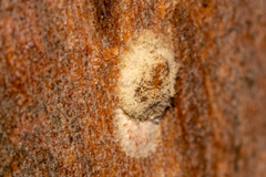 Lachnodius eucalypti