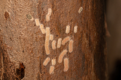 Lachnodius eucalypti