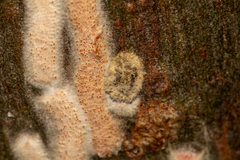 Lachnodius eucalypti
