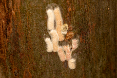 Lachnodius eucalypti